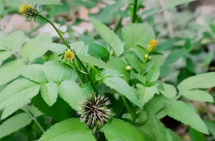 Cây mọc dại ở Việt Nam, ở nước ngoài phơi khô bán hơn 200.000đ/kg - 1