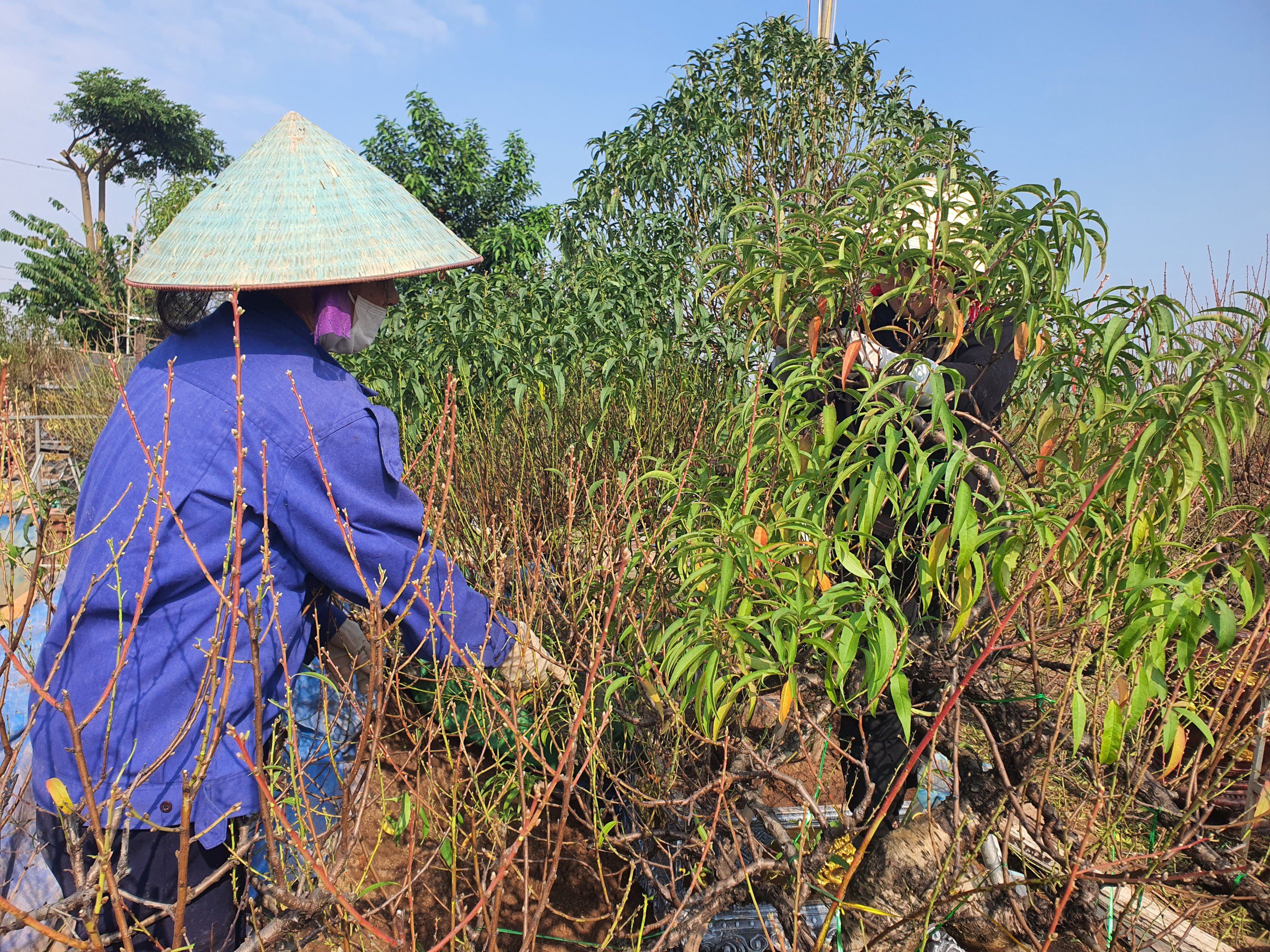 Những gốc đào lớn, người tuốt lá phải bắc thang lên để tuốt lá.