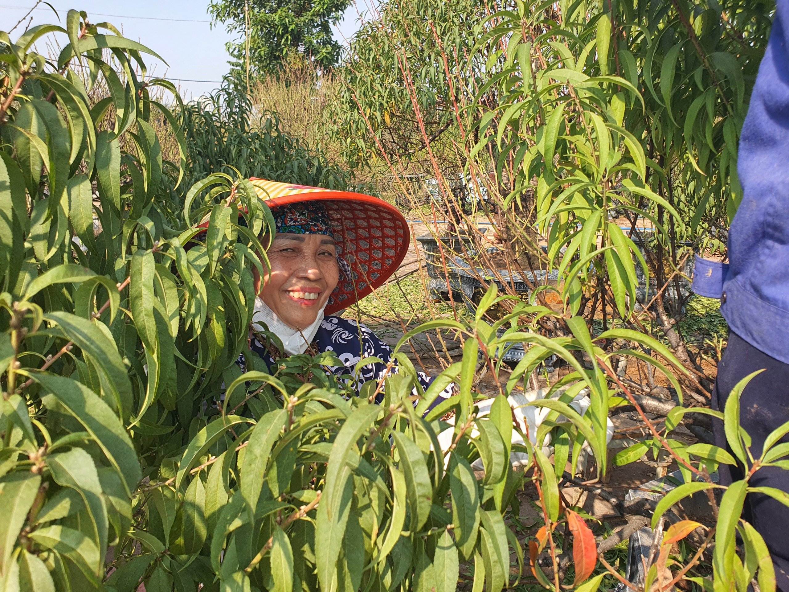 Không khí rộn ràng khắp các vườn đào đang mùa tuốt lá.