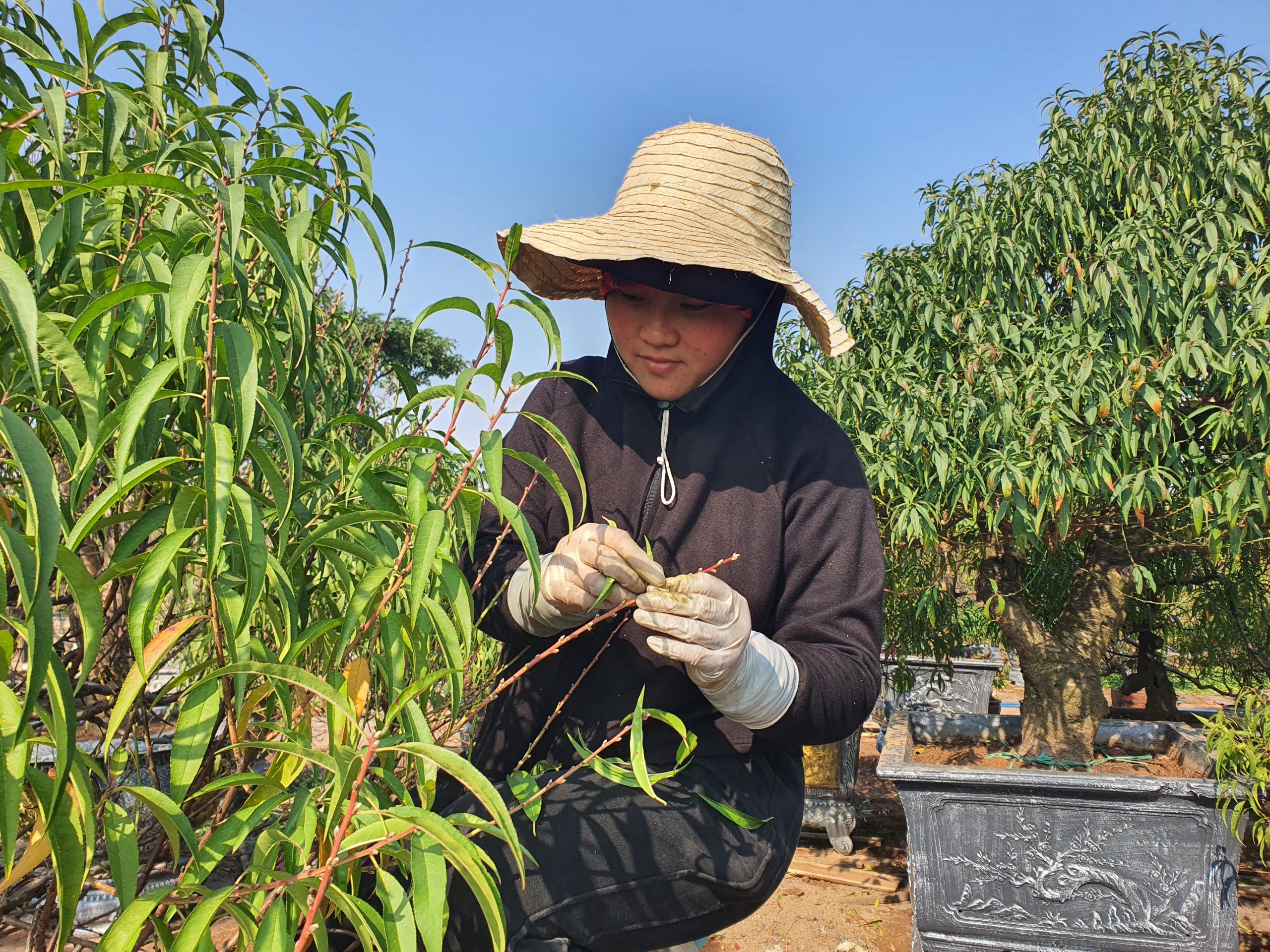 Chị Mùi xuống Hà Nội tuốt lá đào thuê từ 20 ngày trước.