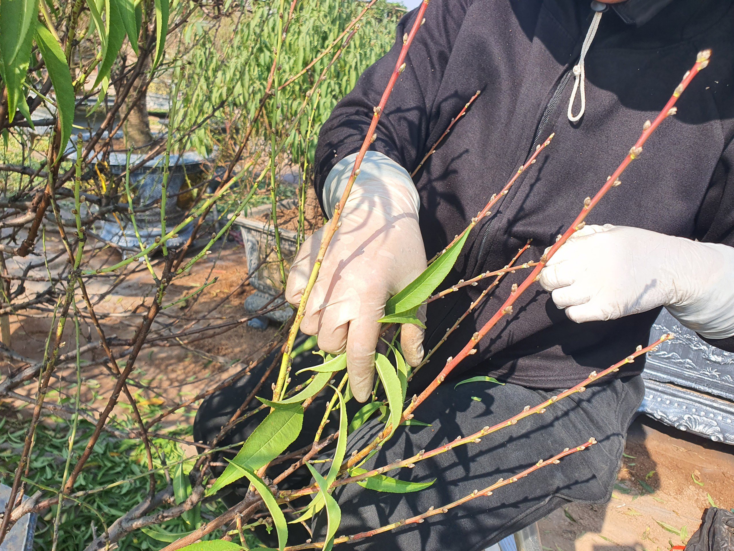 Theo chị Mùi, tuốt lá đào cũng phải đòi hỏi kỹ thuật, cẩn thận để không làm ảnh hưởng đến mắt hoa.