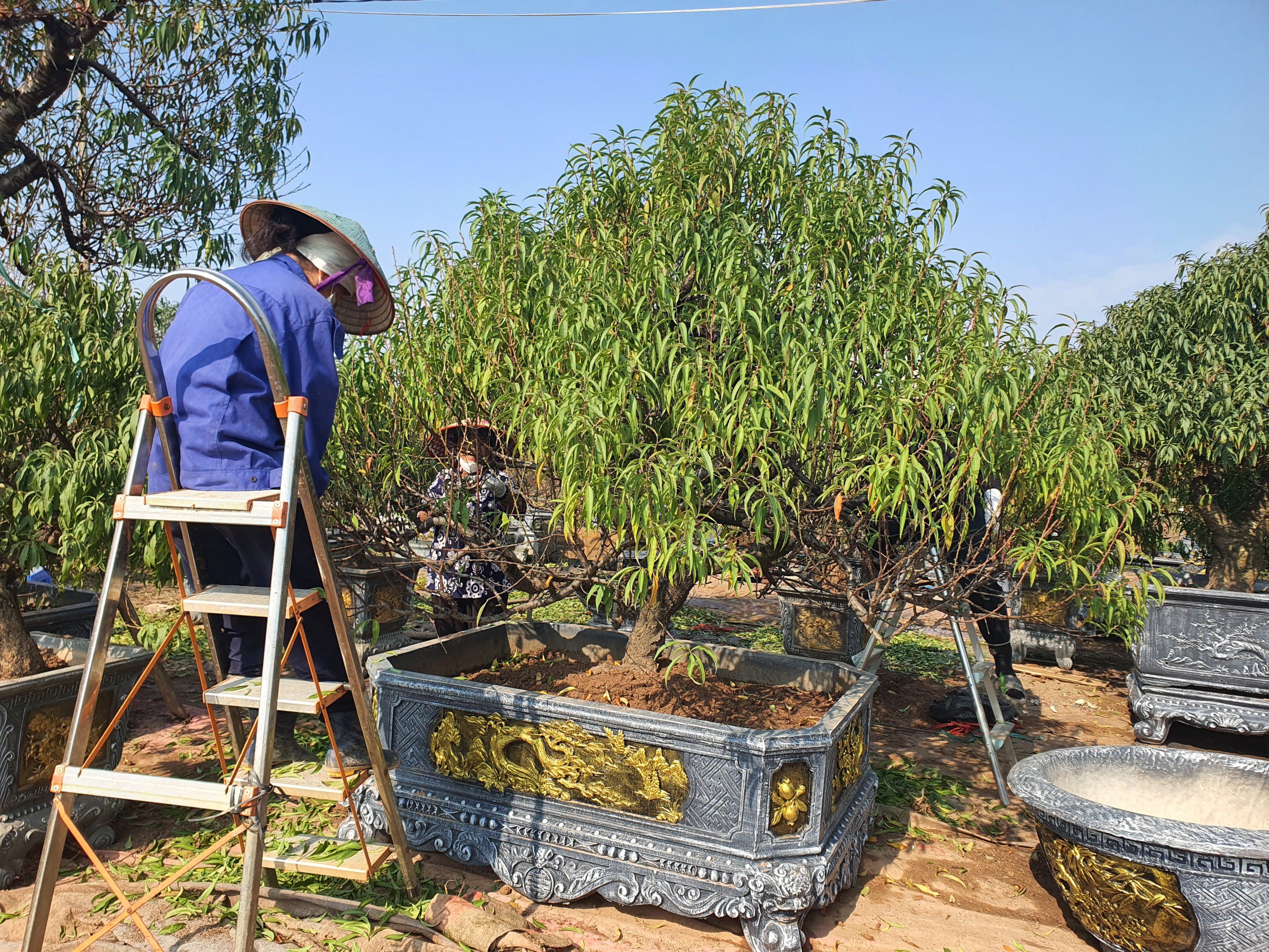 Bà Tuyến cho biết, từ 7 giờ sáng đến hiện tại là gần 3 tiếng, 3 người mới tuốt được 5 cây đào cổ thụ.