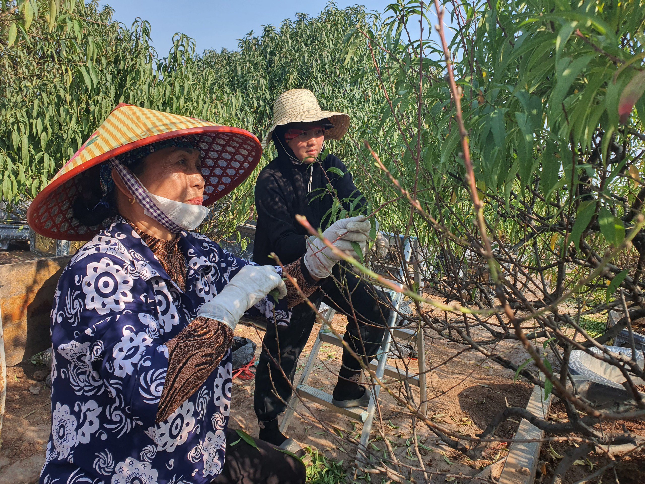 Người làm công việc tuốt lá chủ yếu là phụ nữ và người già.