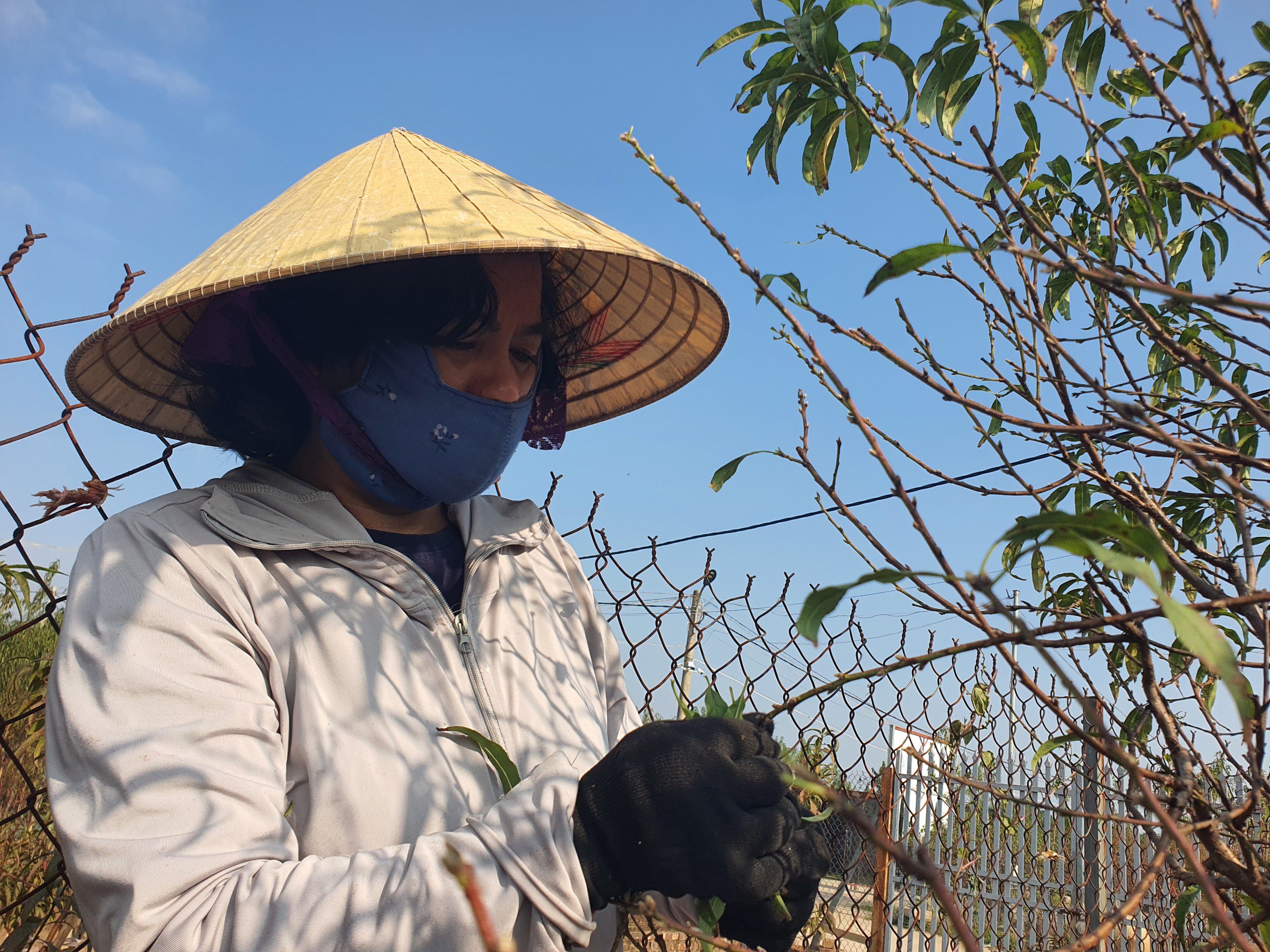 Bà Dung đang tuốt nốt một số cây đào còn lại trong vườn.