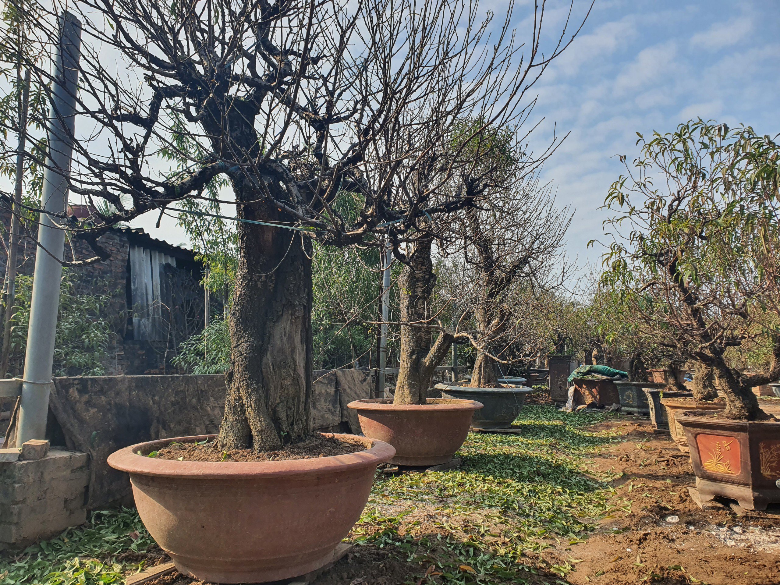 Những gốc đào cổ thụ hàng chục năm tuổi được lên chậu, tuốt lá, chờ ngày trổ nụ, nở hoa đón Tết.