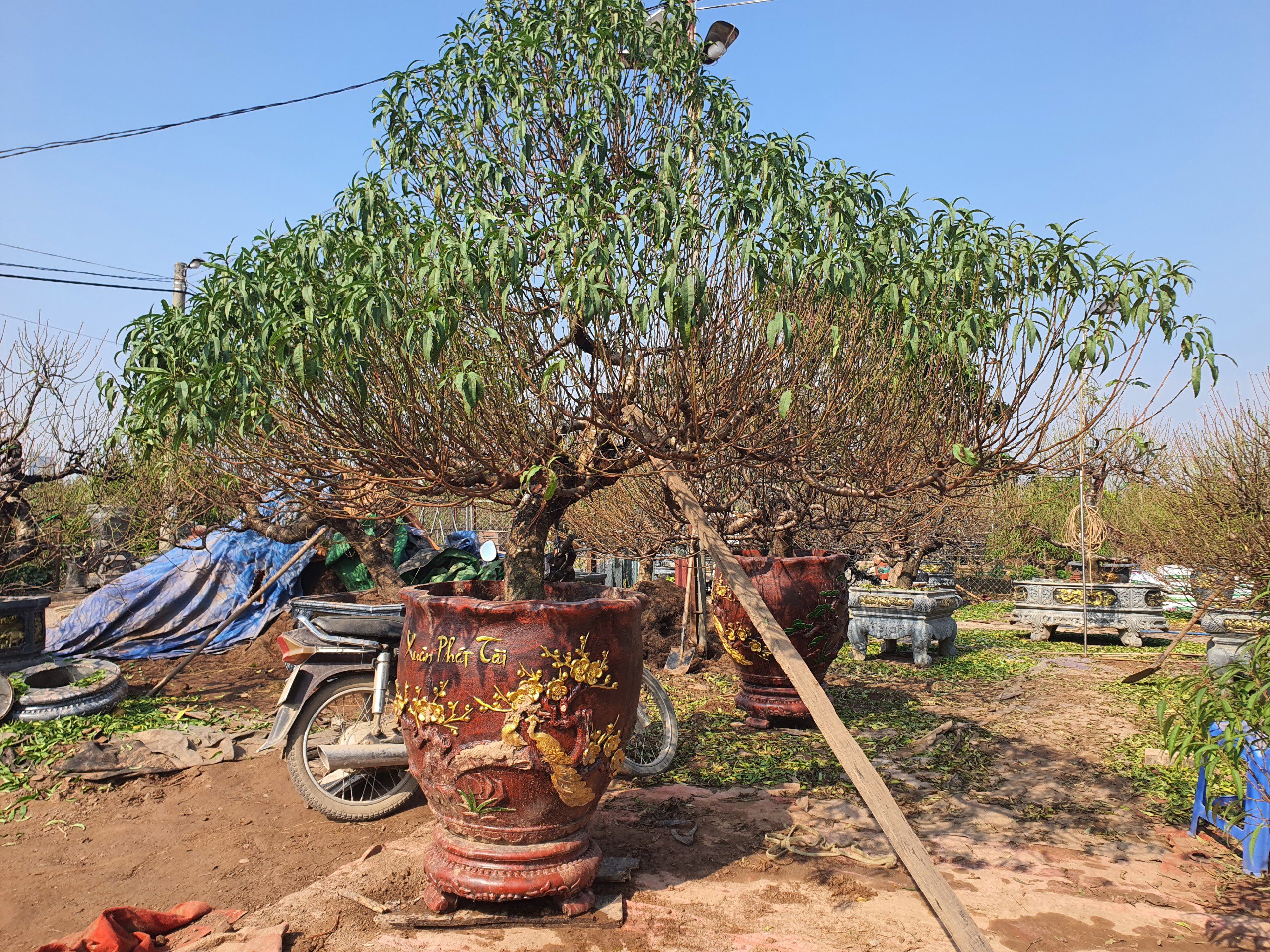 Những gốc đào có mắt hoa nở to sẽ được tuốt lá sau để đề phòng hoa nở sớm.