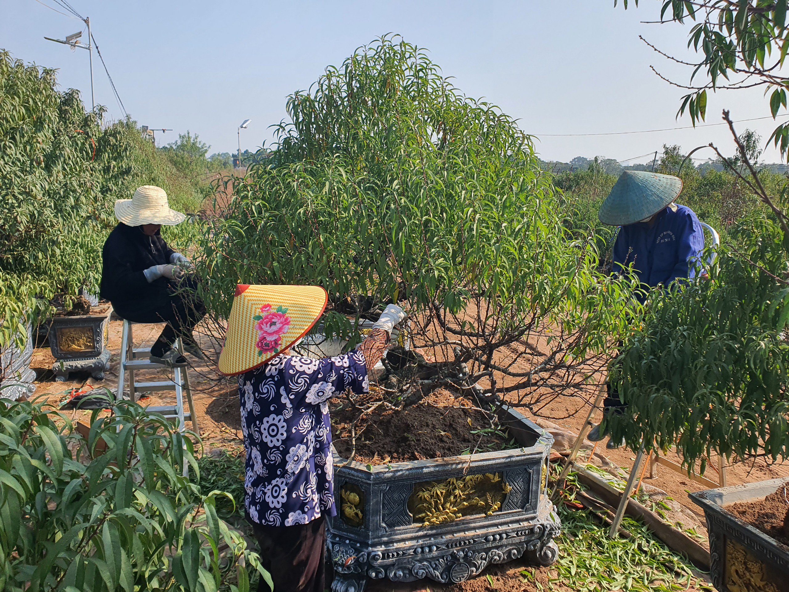 Người dân làng đào Nhật Tân đang tất bật thuê người tuốt lá đào.