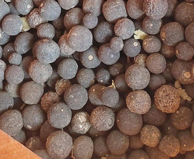 Quả dại vừa chua vừa đắng, phơi khô đem bán kiếm ngay 150.000đ/kg - 3