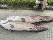 Phát hiện xác cá nghi là hải tượng long nổi trên hồ nước tự nhiên ở Đà Nẵng