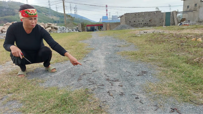 Giun trồi lên mặt đất và chết bất thường ở xã Phú Trạch