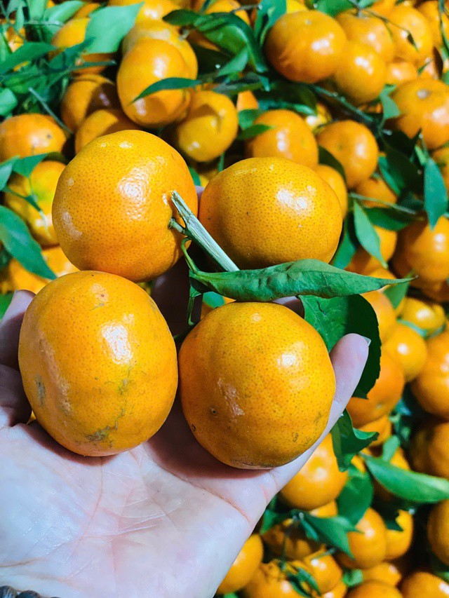 Người tiêu dùng nên lựa chọn cơ sở bán hoa quả uy tín để mua hàng, tránh mua phải hàng kém chất lượng.