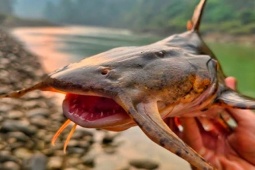 Loài cá từng có nguy cơ tuyệt chủng nay hồi sinh, được mệnh danh "ngũ quý hà thủy”, chỉ dành cho đại gia