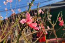 Chưa đến Tết, hoa rừng đã ngập phố Hà Nội, giá bán khiến nhiều người bất ngờ