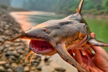 Loài cá từng có nguy cơ tuyệt chủng nay hồi sinh, được mệnh danh "ngũ quý hà thủy”, chỉ dành cho đại gia