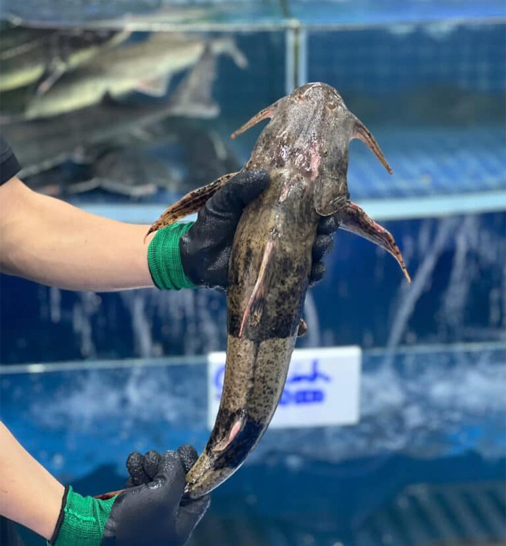 Cá chiên là một trong những đặc sản quý hiếm, được mệnh danh là báu vật sông Đà, nằm trong 'ngũ quý hà thủy”.
