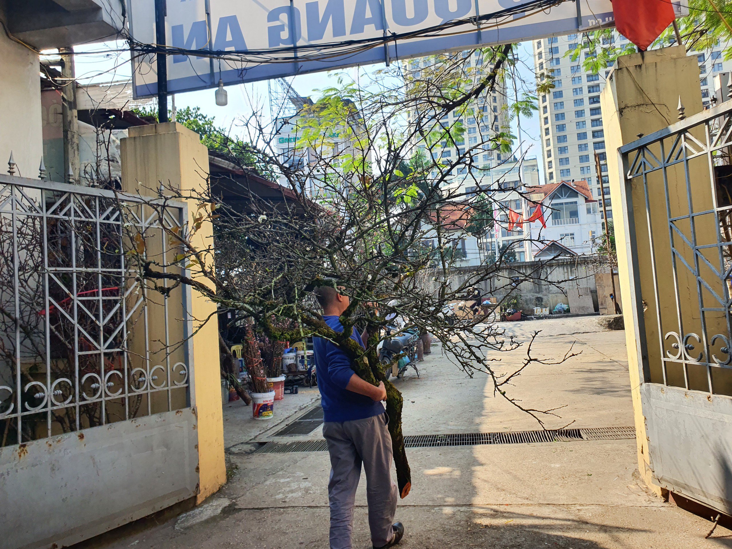 Một cây mận khác có giá hơn 4 triệu đồng.