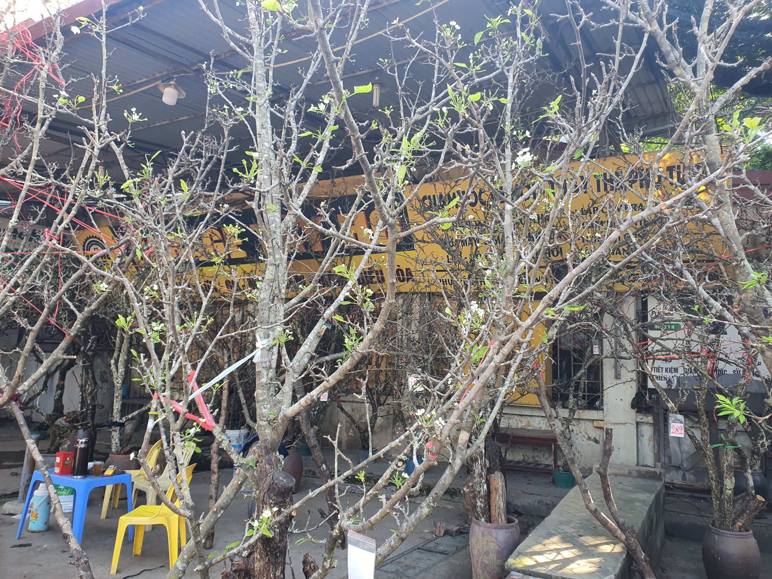 Đa số các cây mận nều có thân rêu mốc, có lộc biếc, hoa, quả xanh và chi chít nụ.