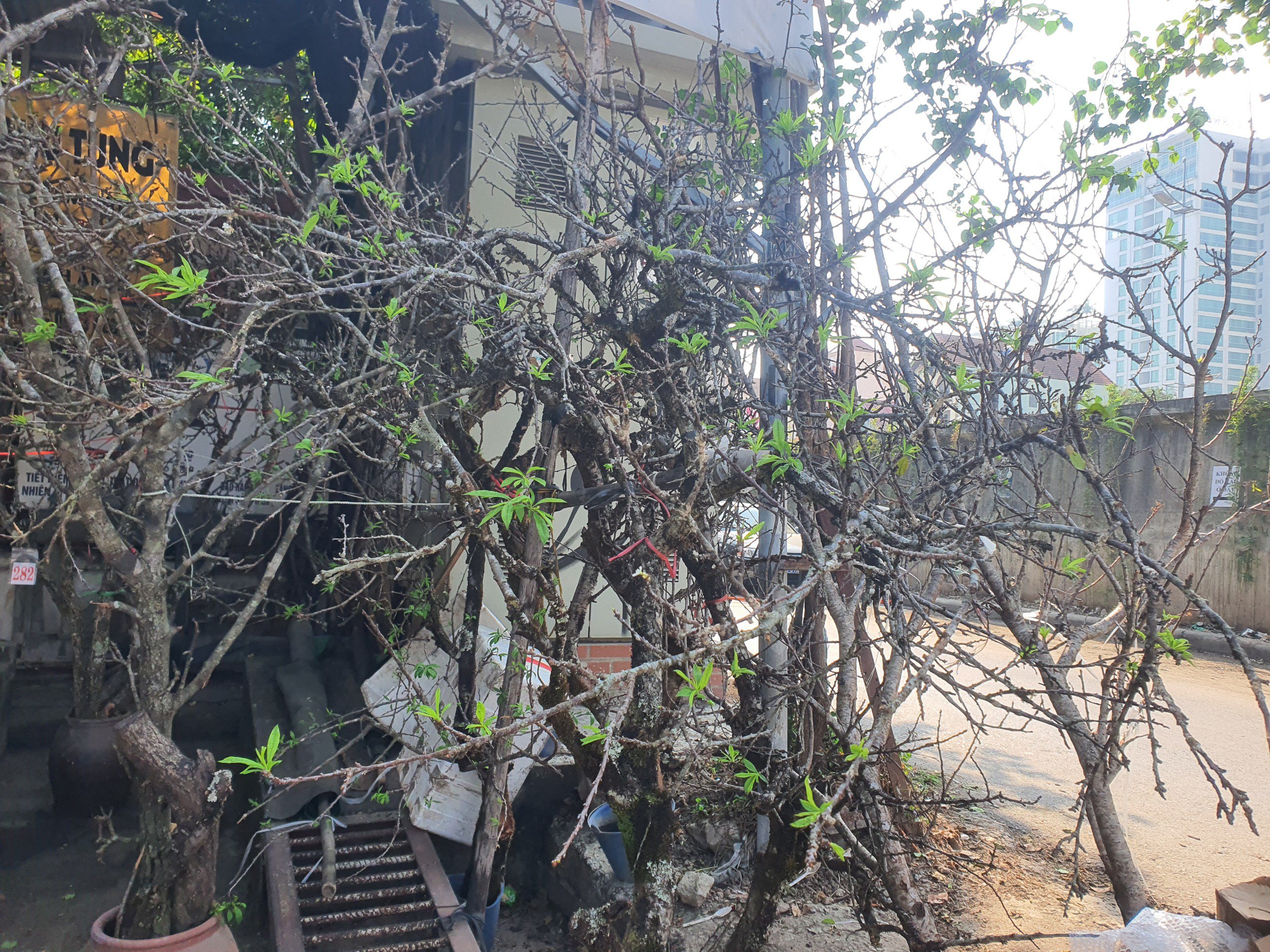 “Tôi mua cả vườn của người dân trên Sơn La, Lai Châu rồi thuê xe chở về Hà Nội. Vận chuyển xa nên tiền công cao, có khi chiếm 50% giá trị của cây. Có những vườn xa, phải "tăng bo"&nbsp;từng cành bằng xe máy, hoặc vác bộ ra đường lớn. Sau đó, chuyển bằng xe tải nhỏ ra đến điểm tập kết rồi mới mang về Hà Nội được”, anh Hiếu nói.