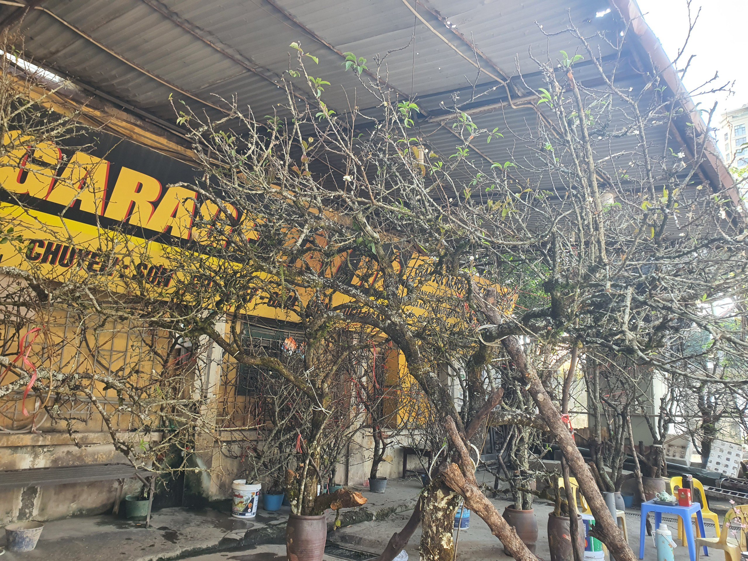 Vừa cầm chiếc cưa nhỏ, cưa bớt một đoạn gốc mận trước khi giao hàng cho khách, anh Phạm Văn Hiếu - người bán hoa mận, hoa lê rừng tại đây cho biết, những năm gần đây, nhiều người có sở thích chơi các loại hoa rừng tự nhiên. Vì vậy, trước Tết khoảng 2 tháng, anh tìm mua của người dân bản về để bán.