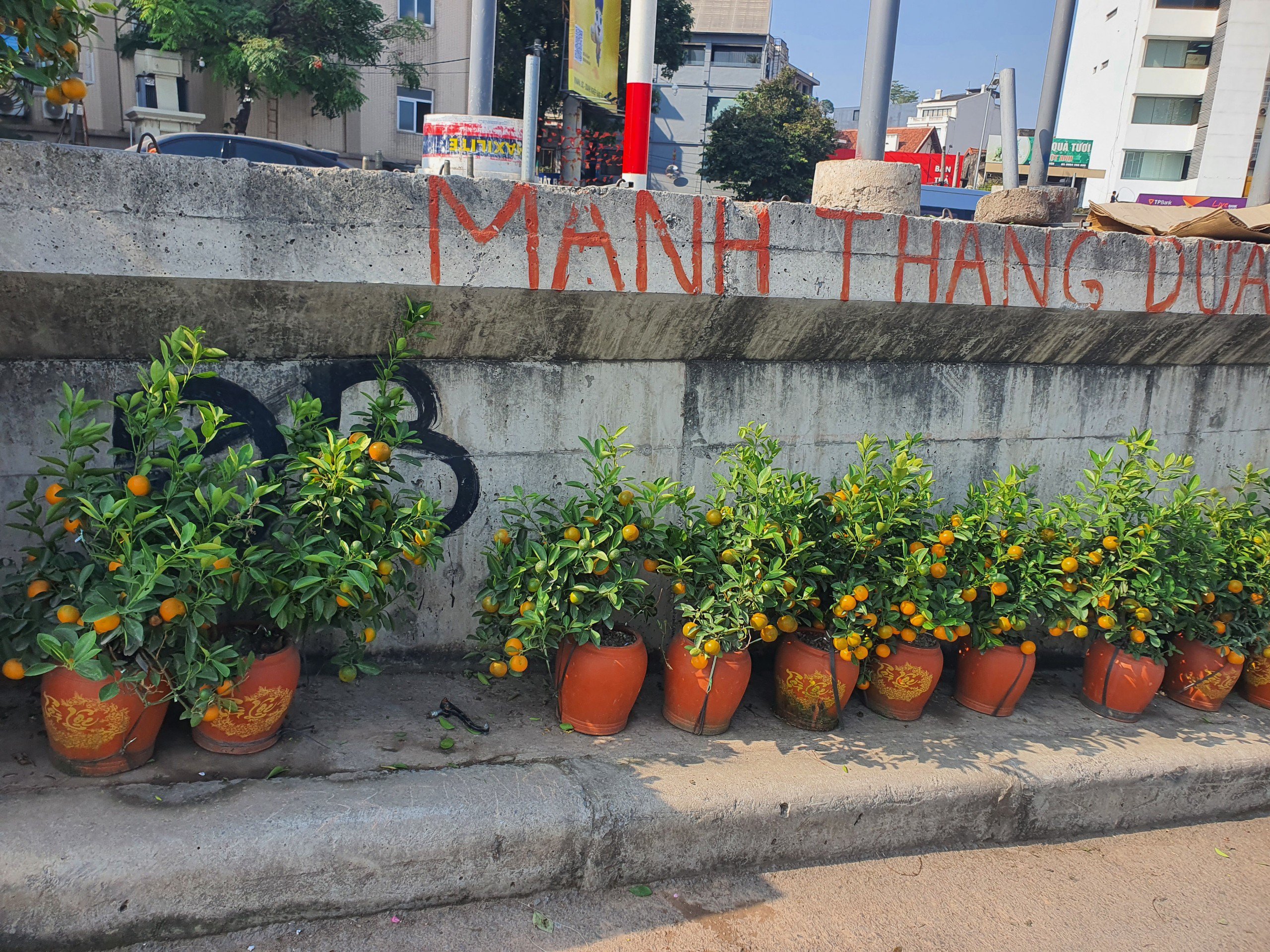 Bên cạnh đó cũng đã xuất hiện hàng bán&nbsp;quất mini có giá 200-250 nghìn đồng.