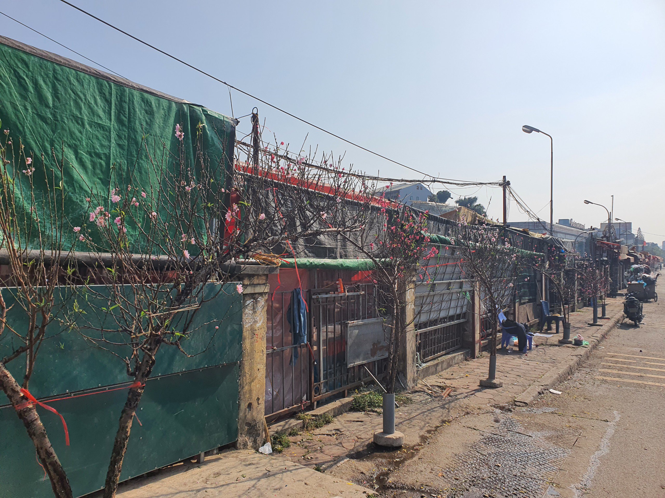 Những cành đào rừng&nbsp;nở sớm được bày bán tại khu phố này với giá từ vài trăm nghìn đồng đến vài triệu đồng, tuỳ cành.