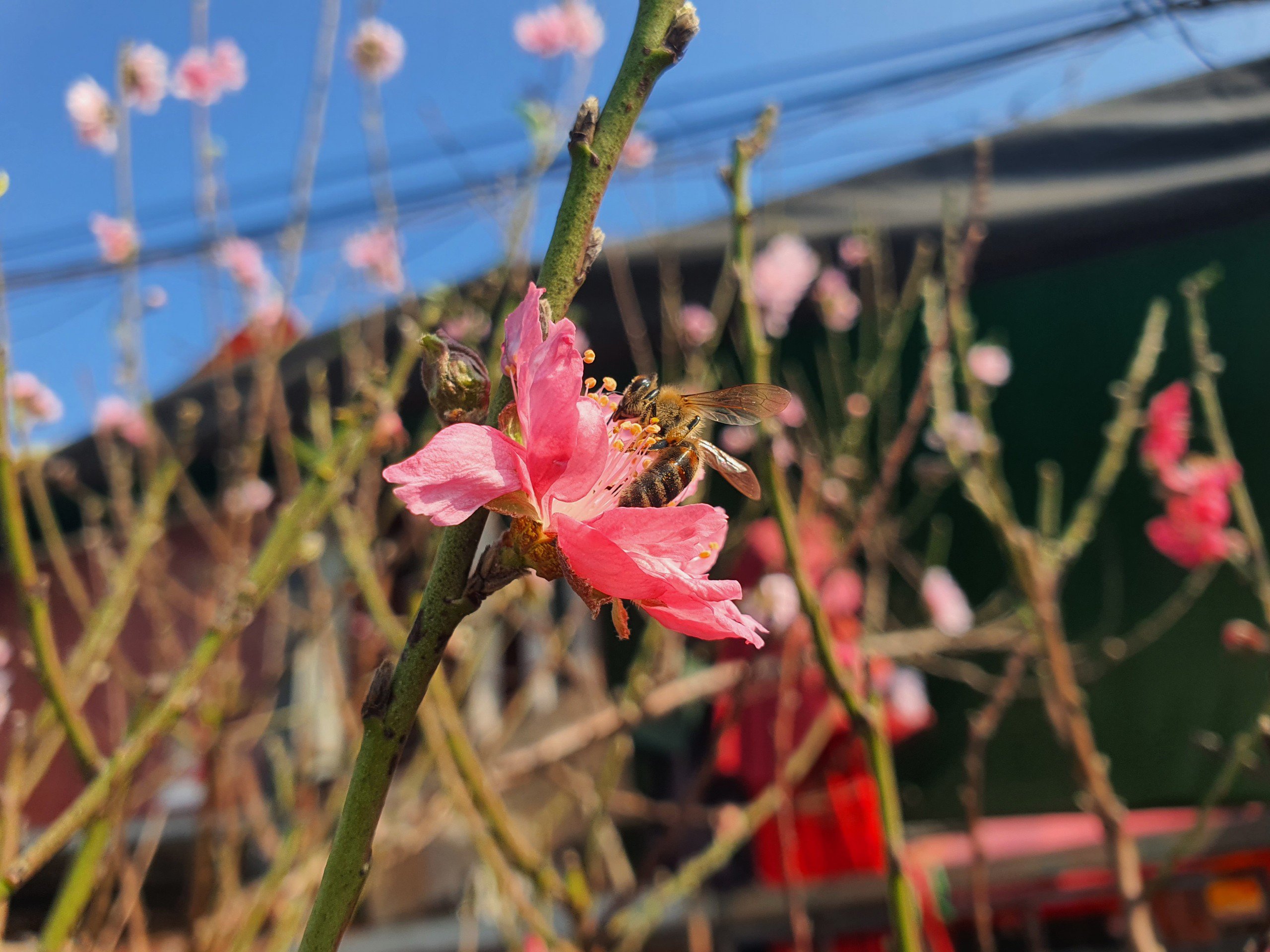 Còn gần 2 tháng nữa mới đến Tết Nguyên đán Bính Ngọ 2026, tại các làng trồng hoa đào Hà Nội, người dân trồng đào mới bắt đầu vào vụ tuốt lá, nuôi mắt hoa. Thế nhưng, tại chợ hoa Quảng Bá (Hà Nội), hàng loạt gian hàng đã bày bán hoa đào, mận, lê.