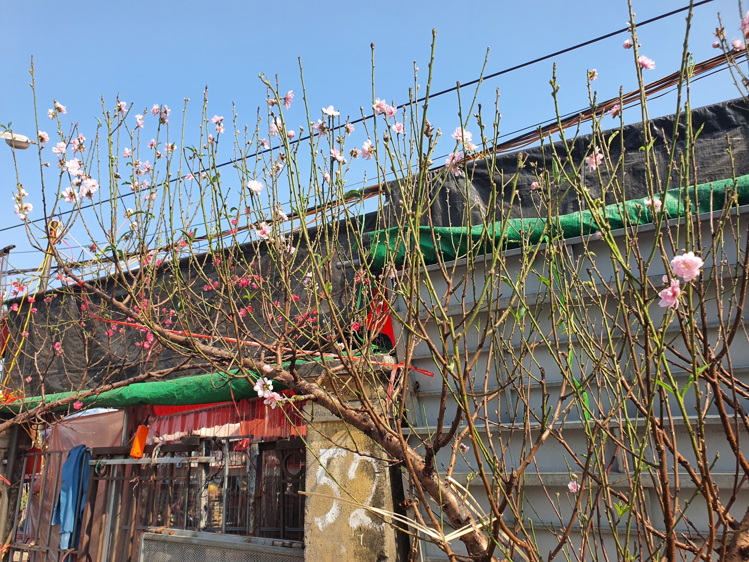 Được biết, đây là toàn bộ cây được mua và&nbsp;vận chuyển từ các tỉnh miền núi phía Bắc về Hà Nội, phục vụ nhu cầu chơi Tết sớm của người dân Hà Nội.