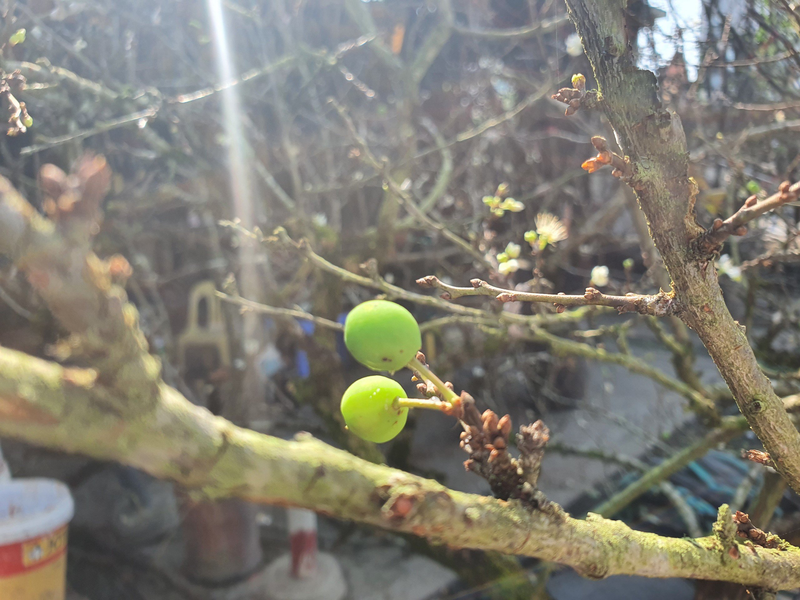 “Với những cây mận già, hoa sẽ nở thành nhiều đợt nên nhiều người rất là thích. Ví dụ như cây này, vừa có nụ, vừa có hoa lại có cả quả xanh. Chơi từ giờ đến Tết sẽ nhiều quả lắm. Đẹp tuyệt vời”, anh Hiếu nói.