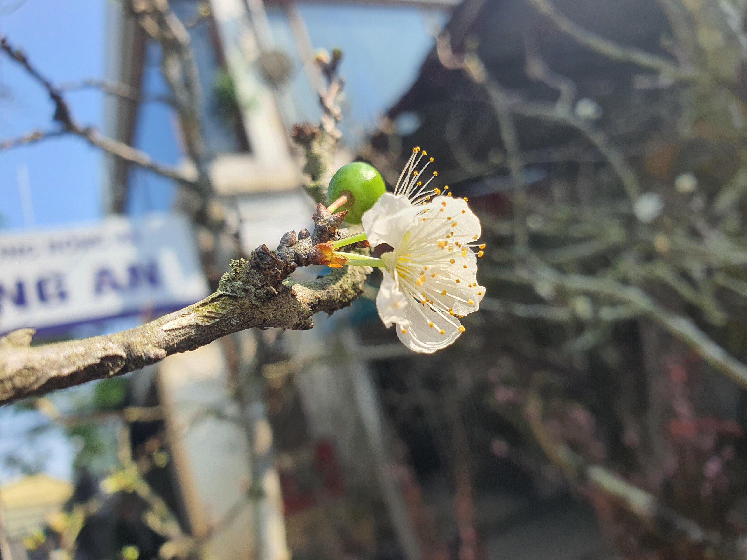 Được biết, hơn 200 cành mận lớn nhỏ được anh Hiếu vận chuyển từ Sơn La, Lai Châu về Hà Nội được khoảng 1 tuần nay.