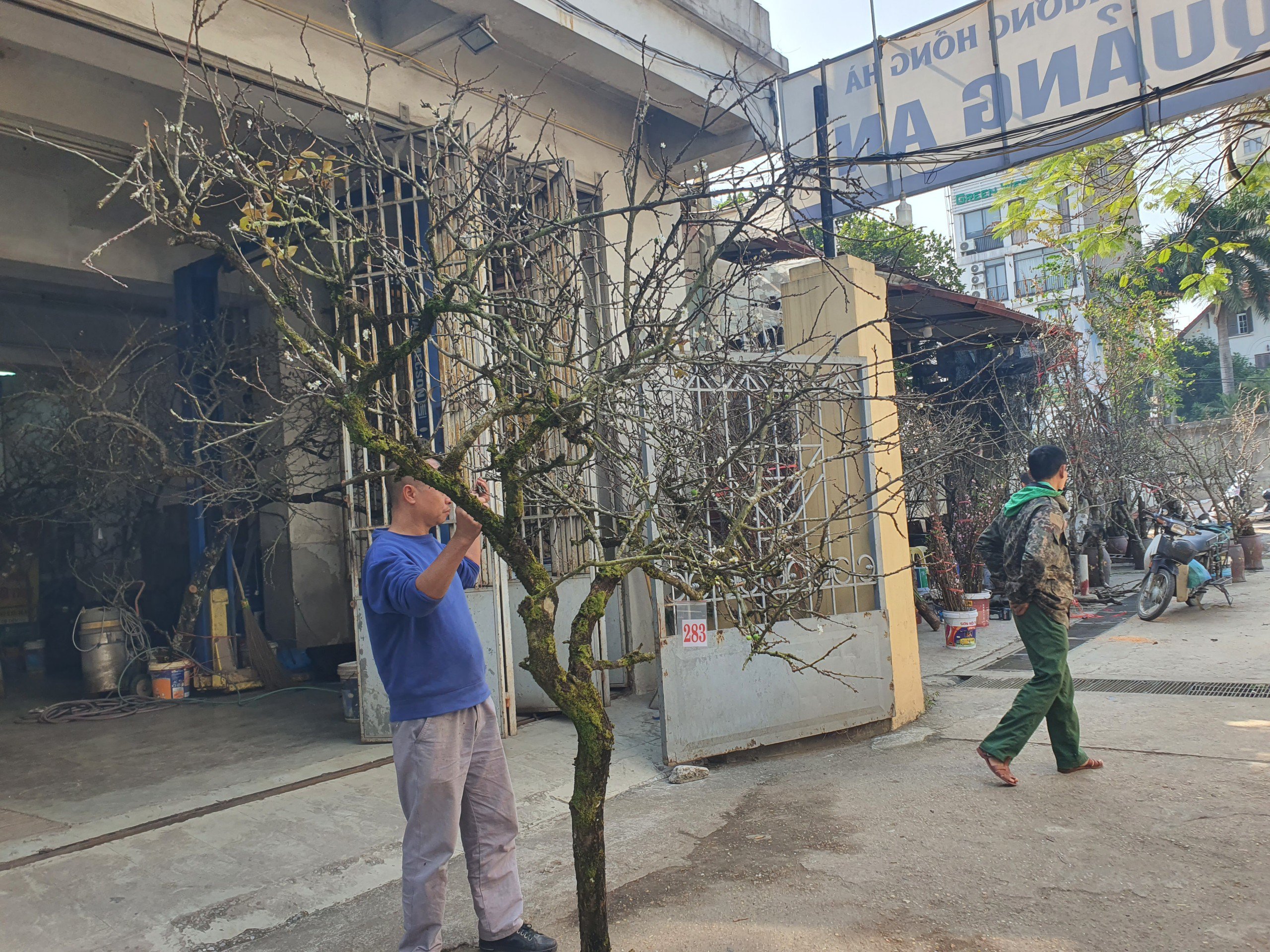 Một cành mận khác có giá 4,3 triệu đồng đã được khách đặt mua về chơi Tết sớm.