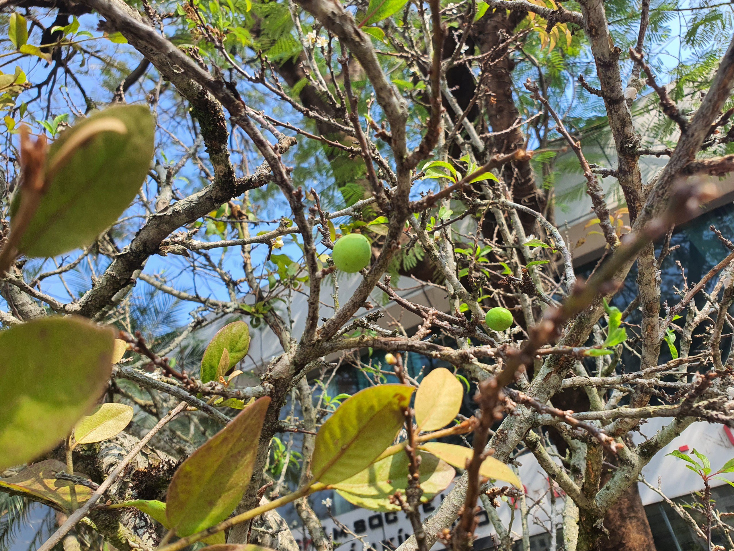 Những cành mận đã lác đác những bông hoa trắng muốt nở sớm cùng chi chít nụ non.