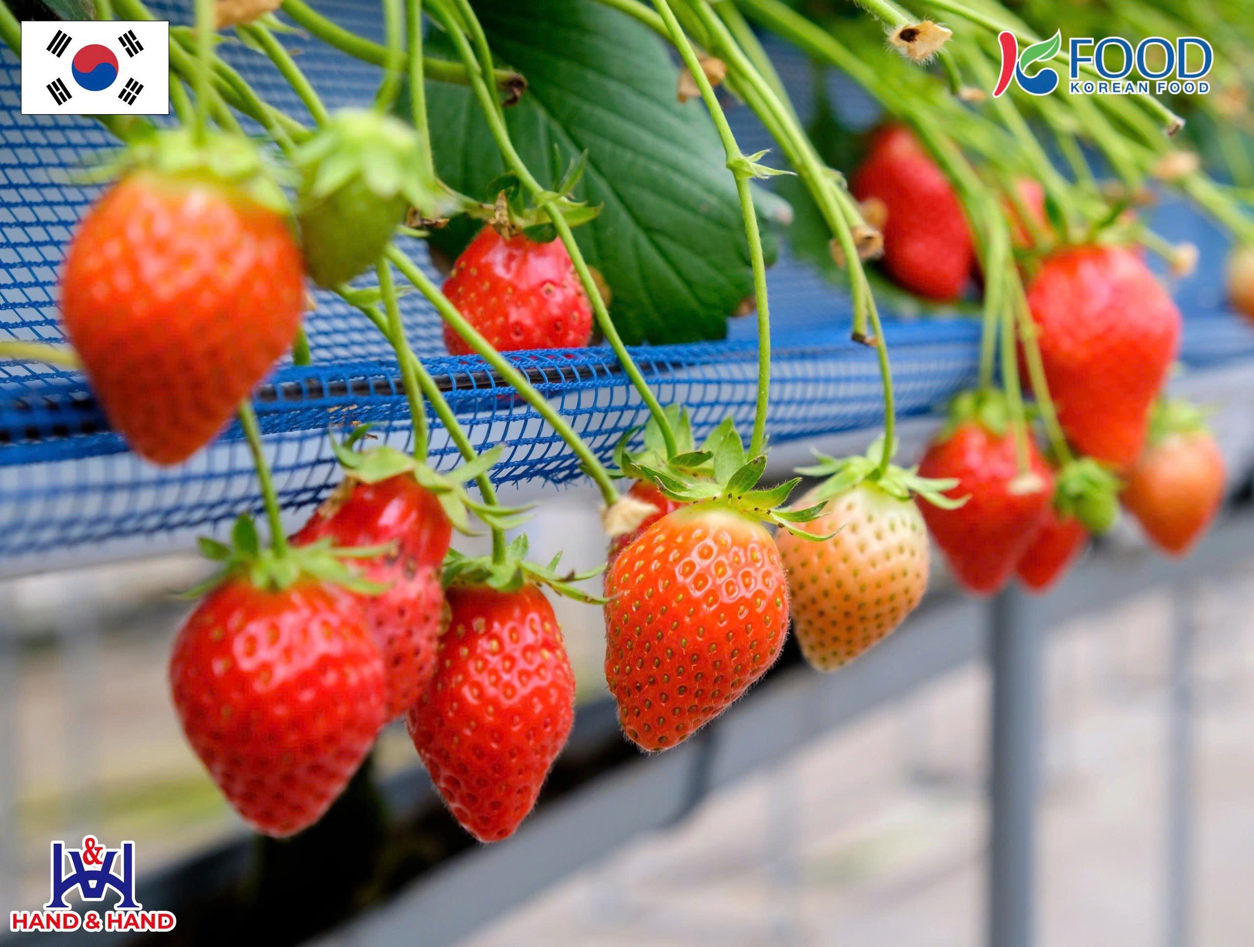 Cận cảnh dâu tây Hàn Quốc đỏ mọng