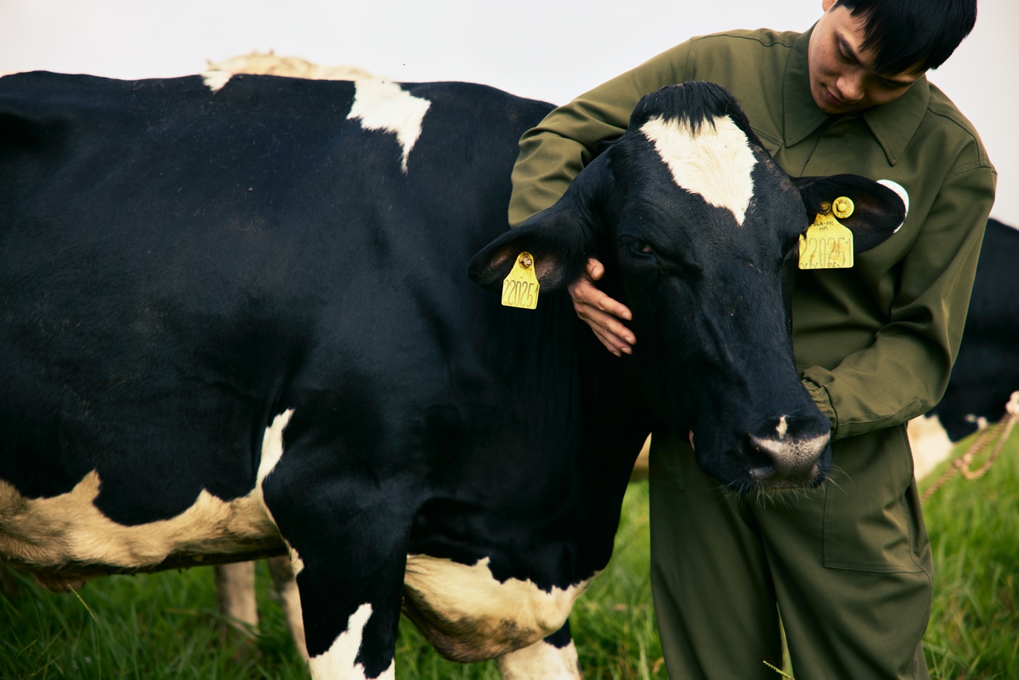Người nông dân Mộc Châu ân cần chăm sóc đàn bò giữa thảo nguyên xanh mát, nơi giọt sương và nhịp sống cần mẫn hòa quyện thành di sản.