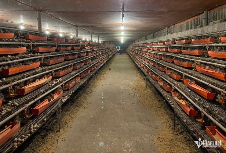 Bên trong trang trại nuôi chim cút của anh Linh. Ảnh: H.S