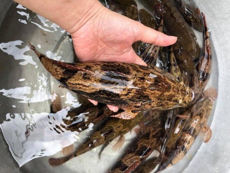 Loài cá trốn trong bùn nhìn tối thui, thịt trắng và dai thơm như thịt gà, giá cao vẫn bán "đắt như tôm tươi" - 5