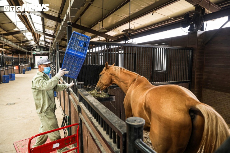 Bên trong nơi nuôi dưỡng giống ngựa triệu đô hiếm bậc nhất thế giới tại Việt Nam - 3