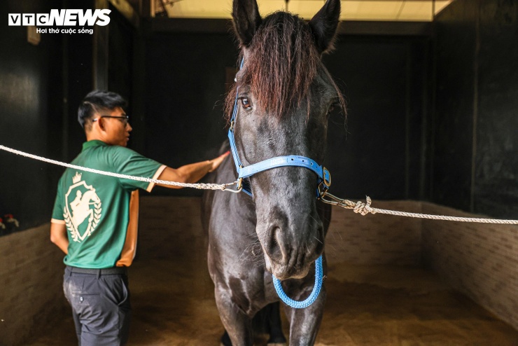 Bên trong nơi nuôi dưỡng giống ngựa triệu đô hiếm bậc nhất thế giới tại Việt Nam - 7