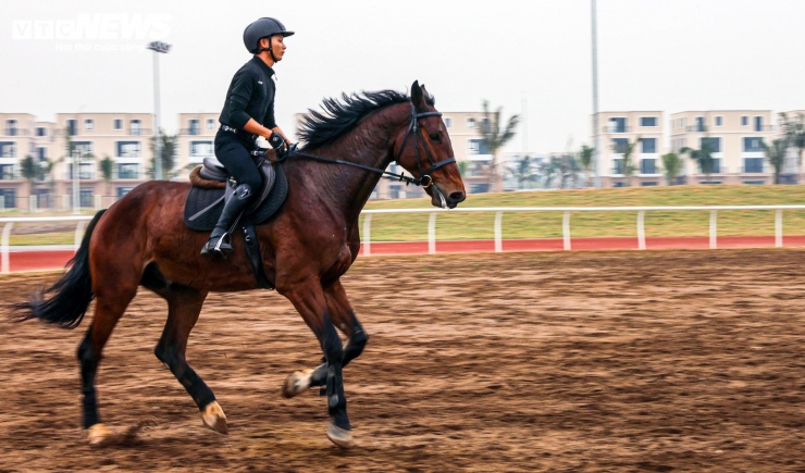 Bên trong nơi nuôi dưỡng giống ngựa triệu đô hiếm bậc nhất thế giới tại Việt Nam - 9
