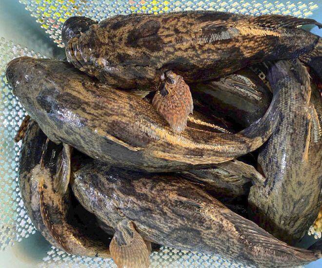 Loài cá trốn trong bùn nhìn tối thui, thịt trắng và dai thơm như thịt gà, giá cao vẫn bán "đắt như tôm tươi" - 1