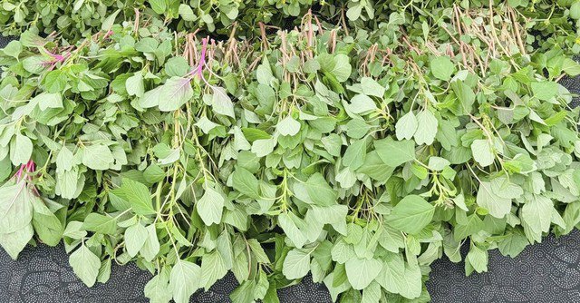 Rau dền là loại rau dân dã, dễ trồng, dễ chế biến được nhiều món ngon tốt cho sức khỏe. Ảnh HM