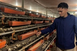 9X khởi nghiệp nuôi chim cút, lãi hơn 200 triệu đồng/năm