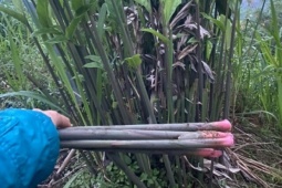 Cây dại mọc bờ bụi xưa dành cho "người nghèo", nay thành đặc sản có hương vị đặc biệt được ưa chuộng, 70.000 đồng/kg