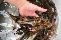 Loài cá trốn trong bùn nhìn tối thui, thịt trắng và dai thơm như thịt gà, giá cao vẫn bán "đắt như tôm tươi"