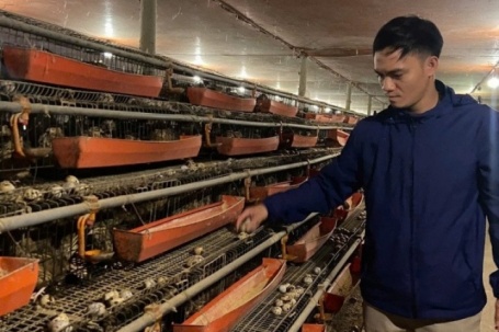 9X khởi nghiệp nuôi chim cút, lãi hơn 200 triệu đồng/năm
