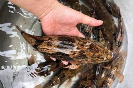 Loài cá trốn trong bùn nhìn tối thui, thịt trắng và dai thơm như thịt gà, giá cao vẫn bán "đắt như tôm tươi"
