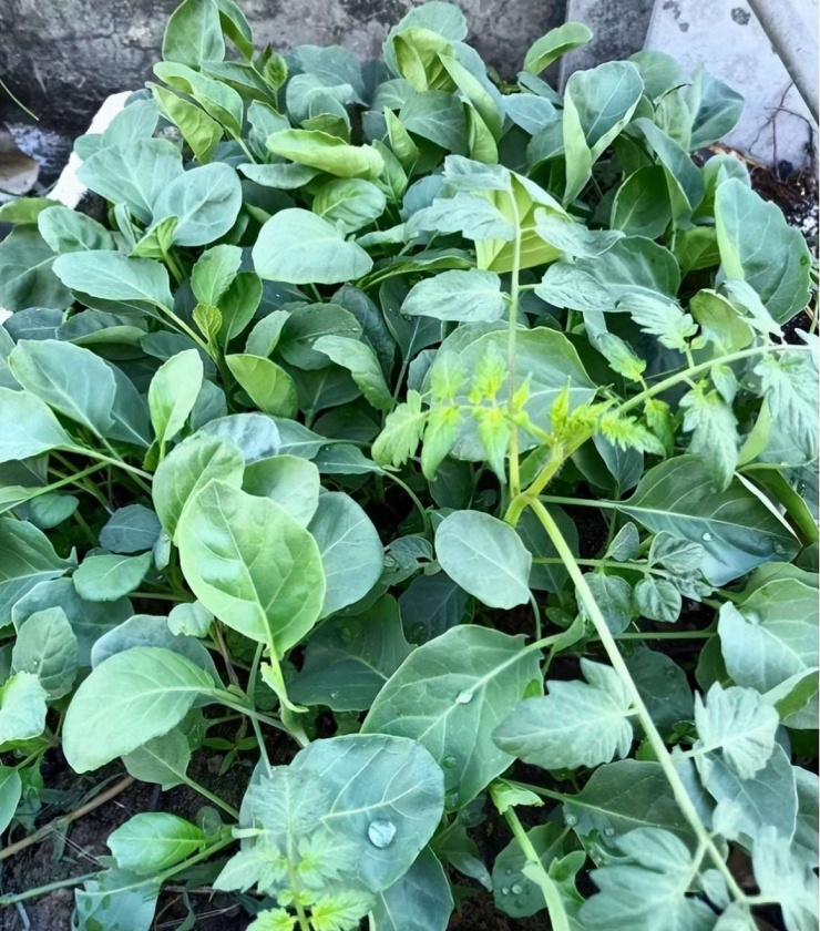 Loại rau giòn ngọt, giúp ẩm phổi, giảm ho, sáng mắt, xào đơn giản vẫn thơm ngon cực kỳ - 3