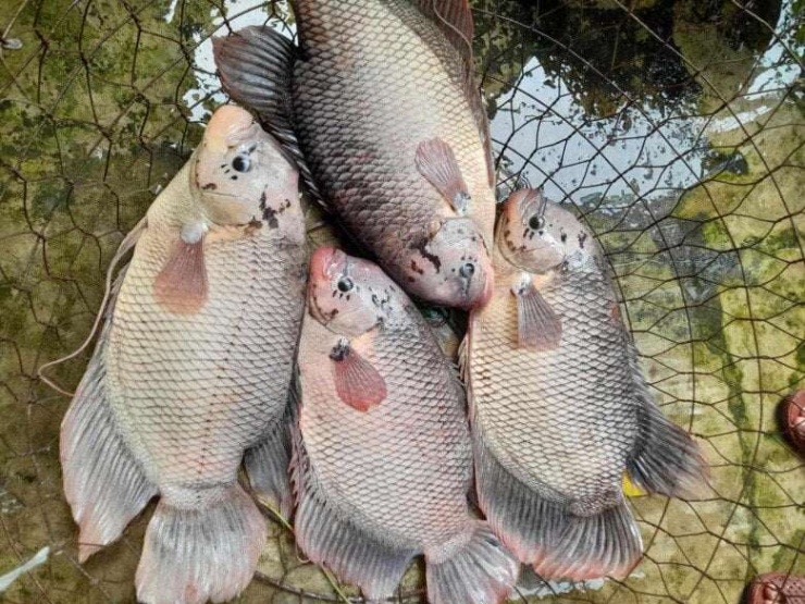 Loài cá có tai lạ là đặc sản nổi tiếng miền Tây, đem làm món nhìn đã nổi da gà nhưng lại là tuyệt đỉnh ẩm thực - 2