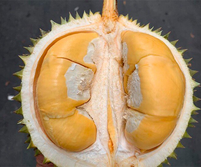 Đặc điểm của giống sầu riêng Black Thorn là vỏ mỏng, cơm màu cam, ráo cơm, nhuyễn, béo,…