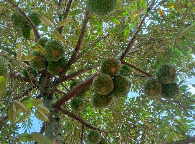 Loại quả đắt nhất thế giới, Việt Nam trồng thành công một lần thu hoạch nhiều năm, là đặc sản nổi tiếng 400.000 đồng/kg - 2