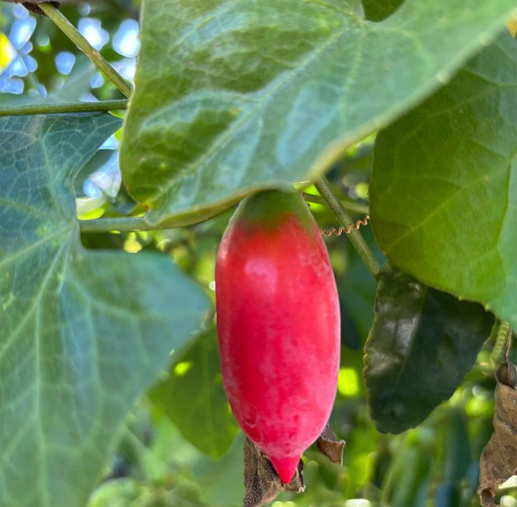 Ở miền Tây có một cây dây leo vốn mọc dại nhưng từ xưa cả lá và quả đã được người dân địa phương sử dụng như một món ăn dân dã, đó là dây bình bát.
